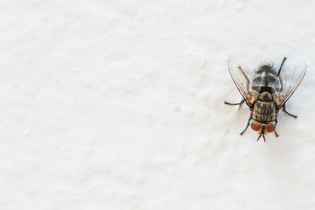 Blow fly, carrion fly on wall