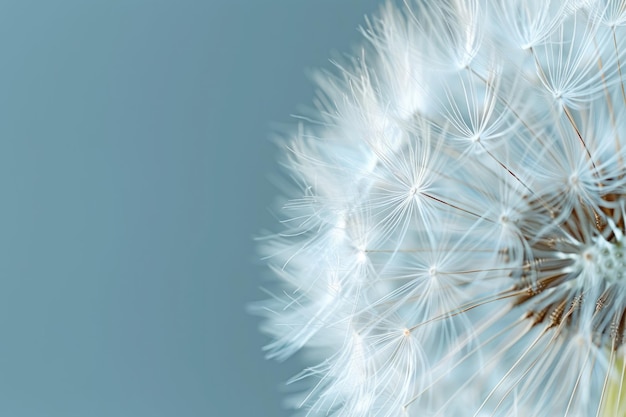 Blowball of dandelion with fluffy seed