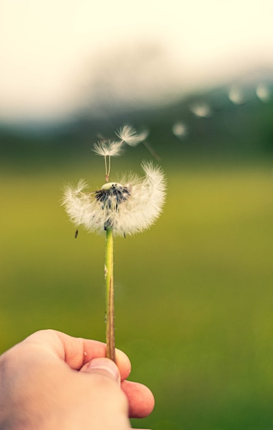 Blowing the seed head of a dandelion on a green blured background