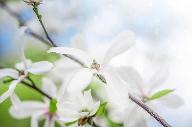 Blown beautiful magnolia flower on a tree with green leaves