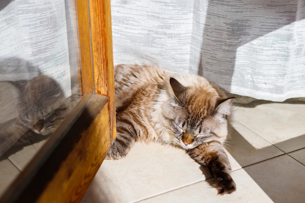 Blu-eyed kattenzitting bij een zonnig venster