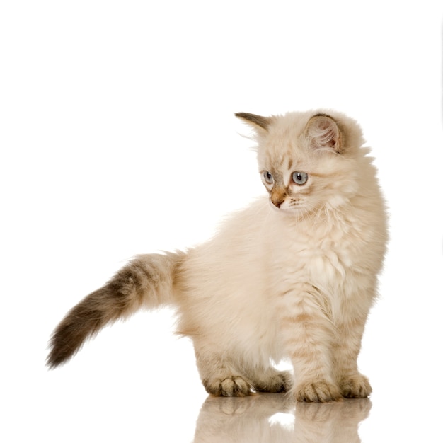 Blu-tabby-point Birman kitten. Kattenportret geïsoleerd