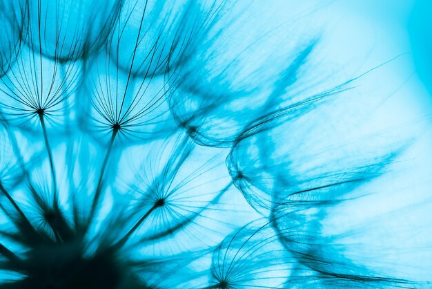 Blue abstract dandelion flower background closeup with soft focus freedom to wish