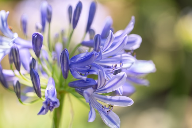 Blue Agapanthus flower head close-up. 