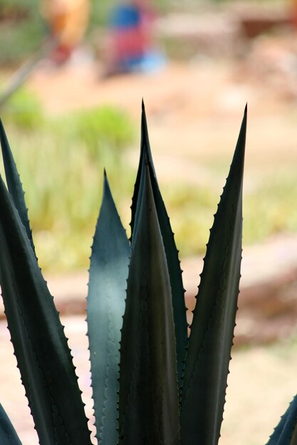 Blue Agave plant leaves