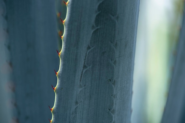 メキシコのハリスコ州でテキーラを生産するブルーアガベ植物