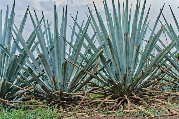 Blue agave plantation in the field to make tequila concept tequila industry