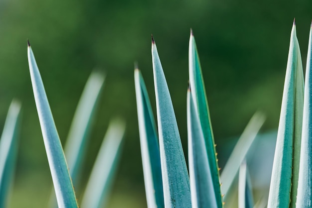 Blue agave plantation in the field to make tequila concept tequila industry