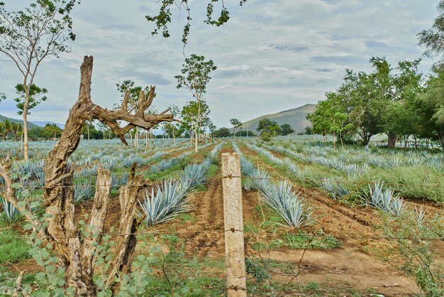 Piantagione di agave blu nel campo per fare tequila concept industria della tequila