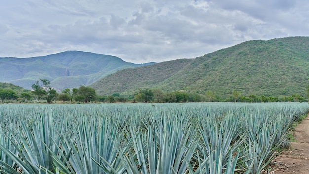 Blue agave plantation in the field to make tequila concept tequila industry