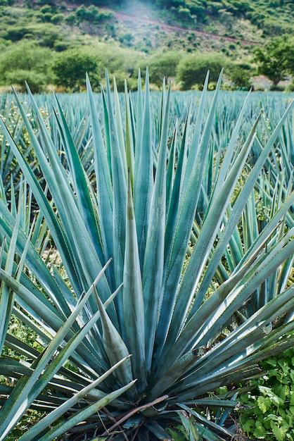 Blue agave plantation in the field to make tequila industry tequila concept