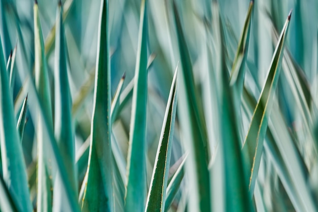 Photo blue agave plantation in the field to make tequila industry tequila concept