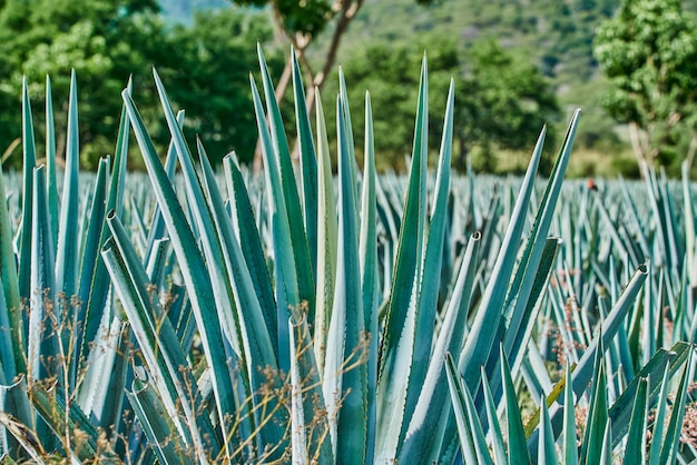 Blue agave plantation in the field to make tequila industry tequila concept