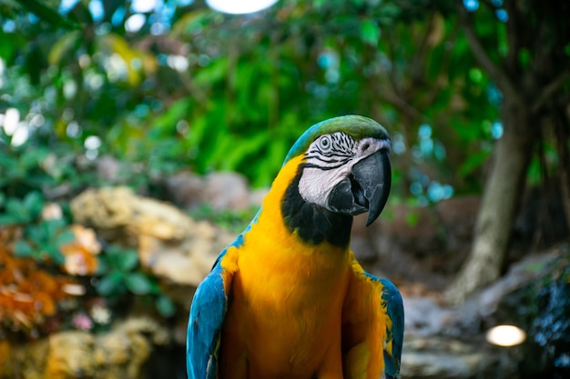 写真 公園内の青と金のマココ