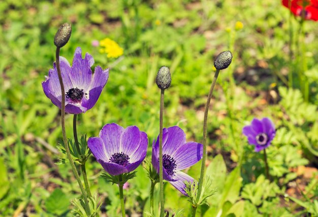 Blue anemone close up macro