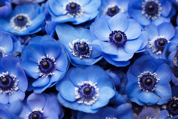 Photo blue anemone cluster