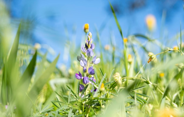 Blue annual wild lupin lupinus angustifolius growing in a field and spreading by seed capsule adds color to the late winter landscape