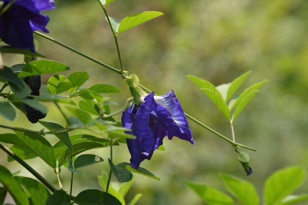 Photo a blue aparajita flower