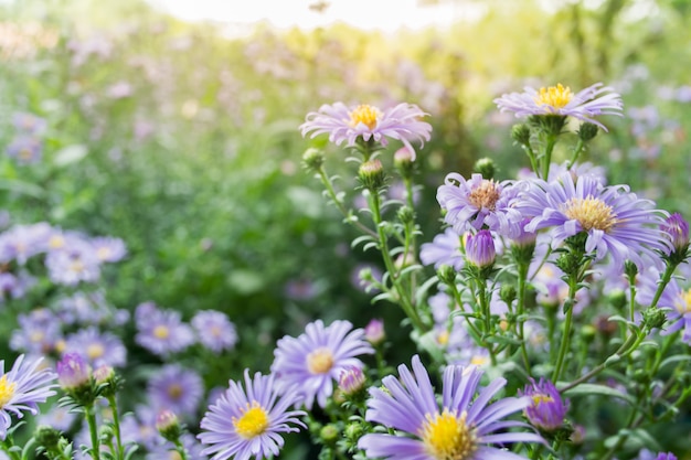 Foto blue aster (aster domusus) bloemen in de herfst