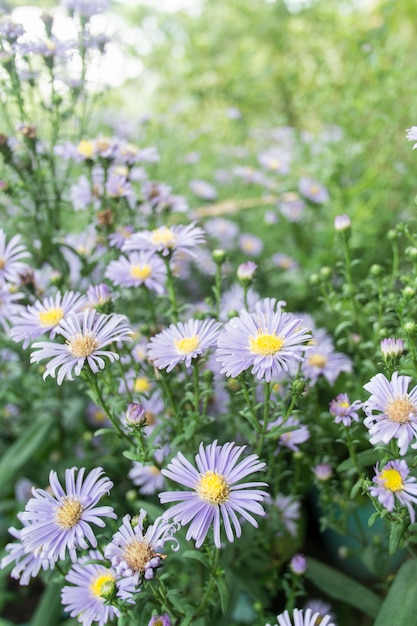 Foto blue aster (aster domusus) bloemen in de herfst