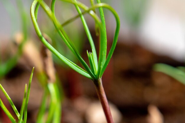 블루 아틀라스 Cedar Cedrus Atlantica