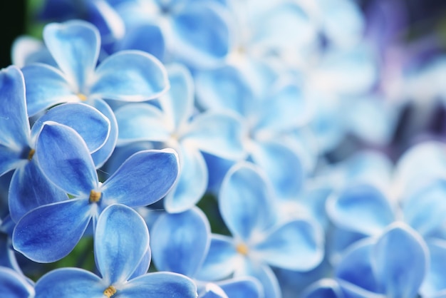 blue background lilac flowers abstract, spring season light texture