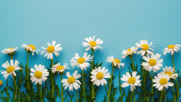 Photo blue background provides perfect setting for chamomile flower border