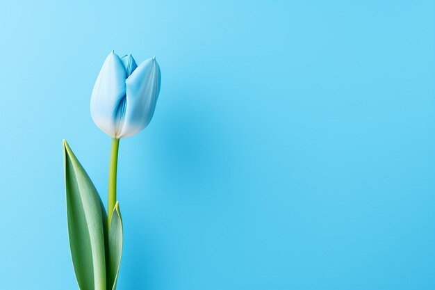 Photo blue background with pretty tulip