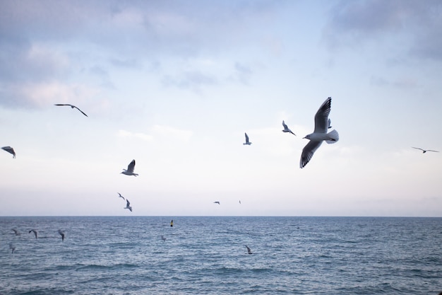 Blue background with sea and flying seagulls