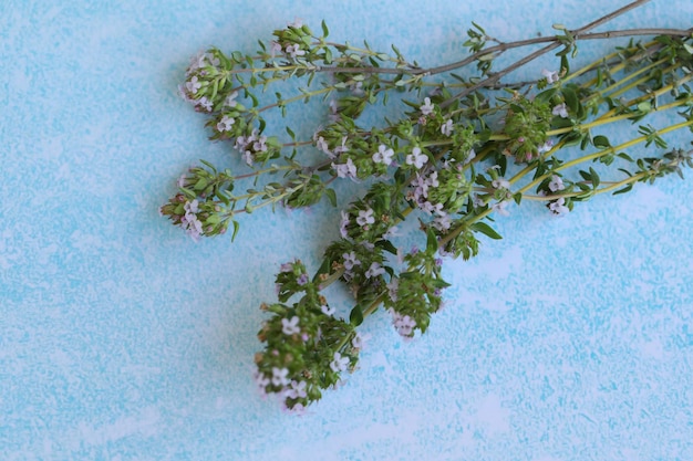 blue background with thyme flowers and copy space