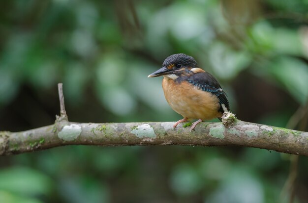 Blue-banded kingfisher 