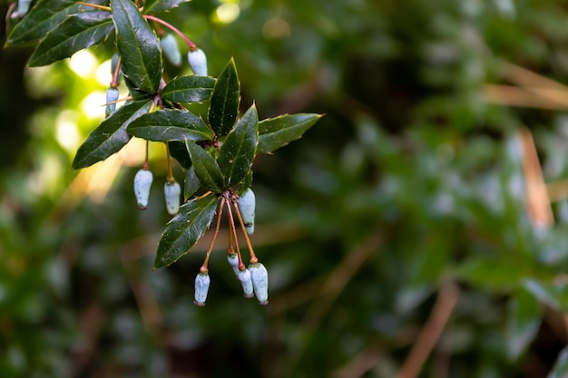 自然な背景をぼかした写真の茂みの枝に青いメギの果実