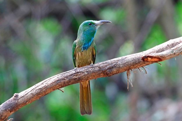 Bee-eater blu-barbuto nyctyornis athertoni beautiful birds of thailand