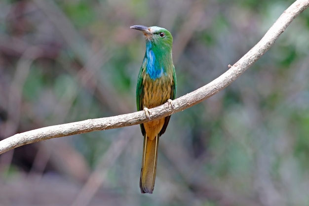 青いひげのビー・エータータイの美しい鳥Nyctyornis athertoni