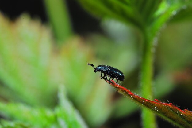 Blue beetle on a leaf