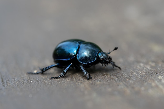 the blue beetle trypocopris vernalis - spring dumbledor, spring dor beetle