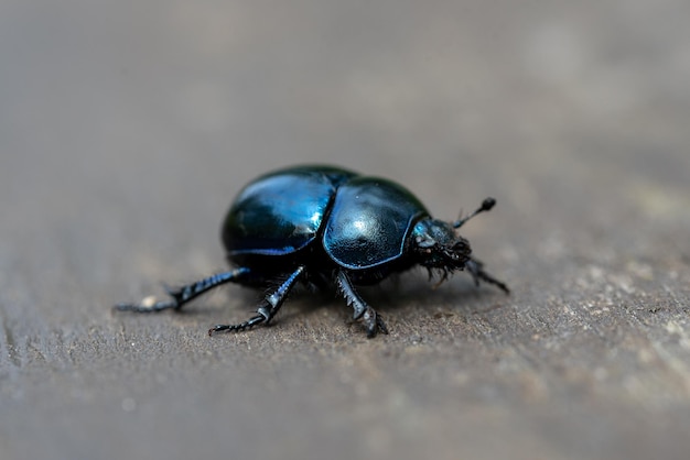 the blue beetle Trypocopris vernalis - spring dumbledor, spring dor beetle