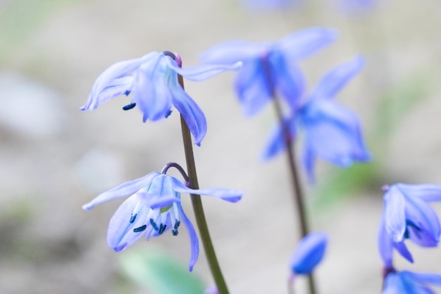 Blue bell flowers close up macro photo