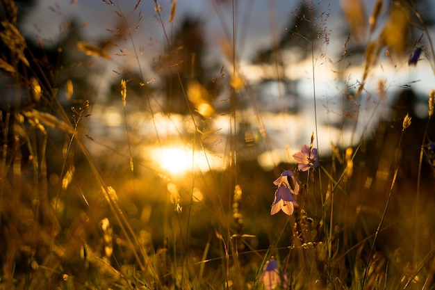 Blue Bell Flowers in de zon. Mooie weide veld met wilde bloemen close-up.