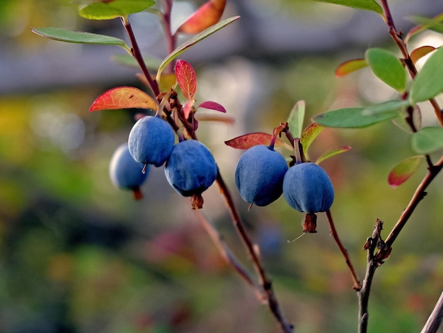 Blue berries of blueberries on bushes berries in the tundra