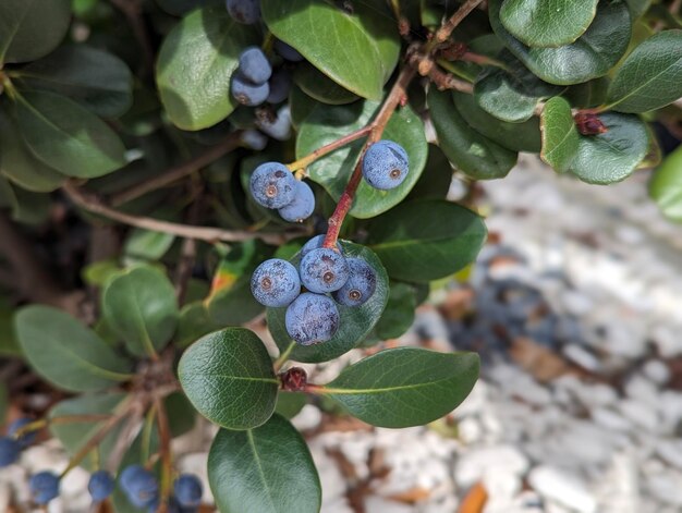 Photo blue berries