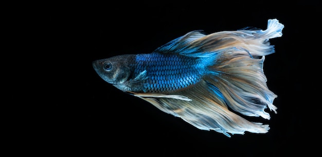 Blue Betta Fish met effen zwarte achtergrond