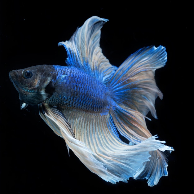 Blue Betta Fish met effen zwarte achtergrond