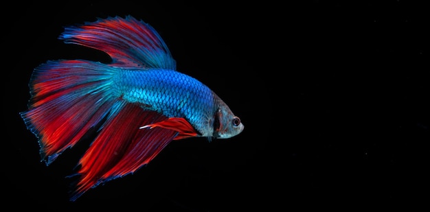 Blue Betta Fish with solid black background