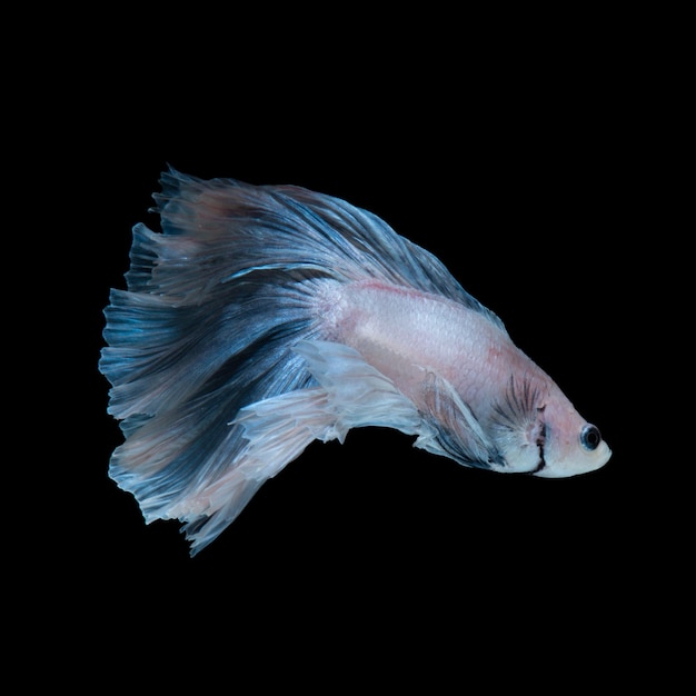 Blue betta fish