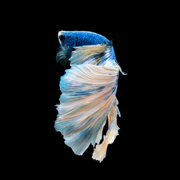 Blue betta