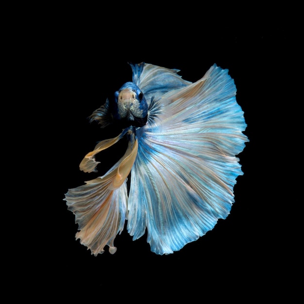 Blue betta