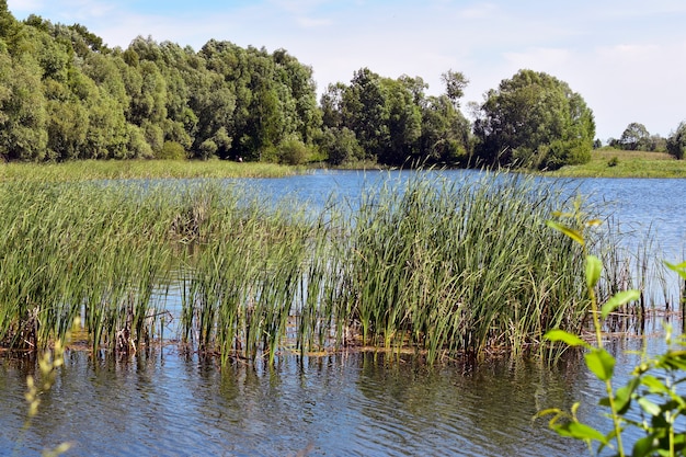 blue big forest lake and blue sky