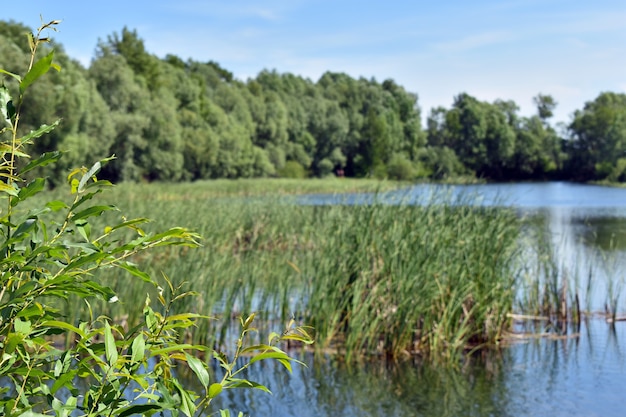 Lago blu grande foresta e cielo blu