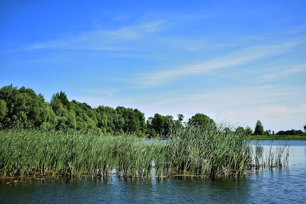 blue big forest lake and blue sky